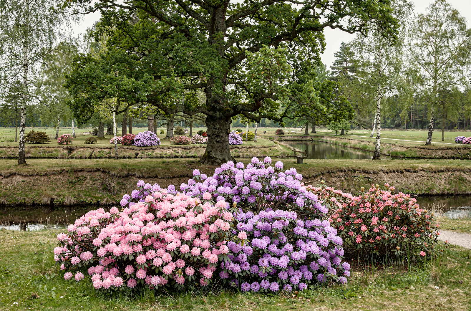 Rhododendronpark Hobbie