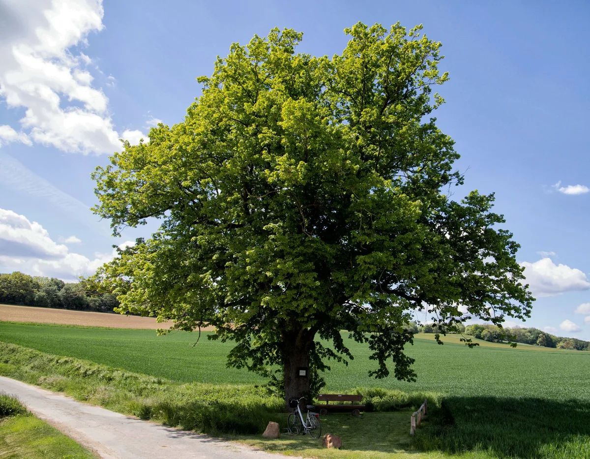 Avendshausen