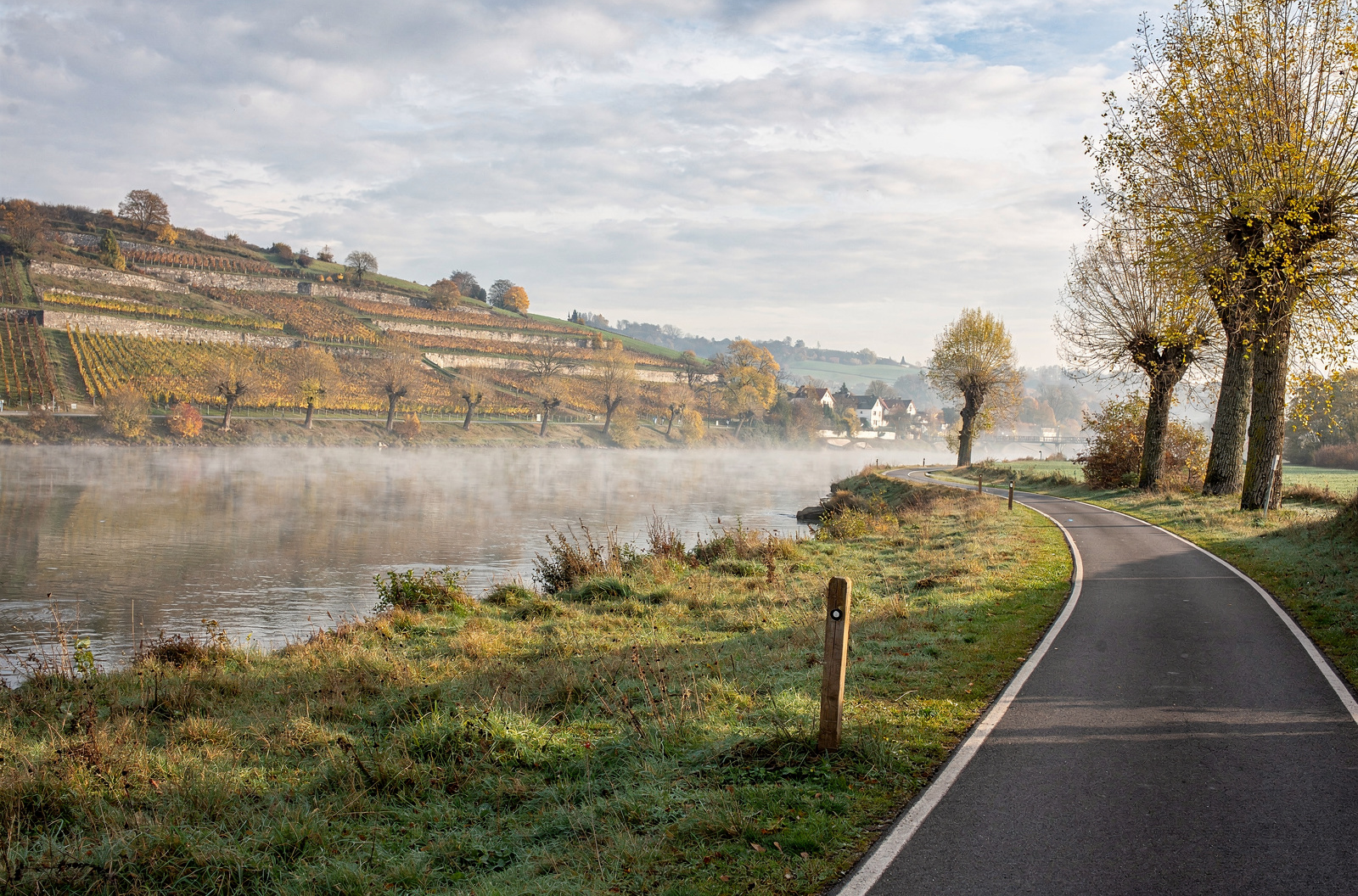 KI-generiertes Bild: Asphaltierter Radweg an einem Fluss im Morgendunst, links terrassierte Weinhänge, rechts eine Reihe Kopfweiden — Symbolbild zum Elberadweg.
