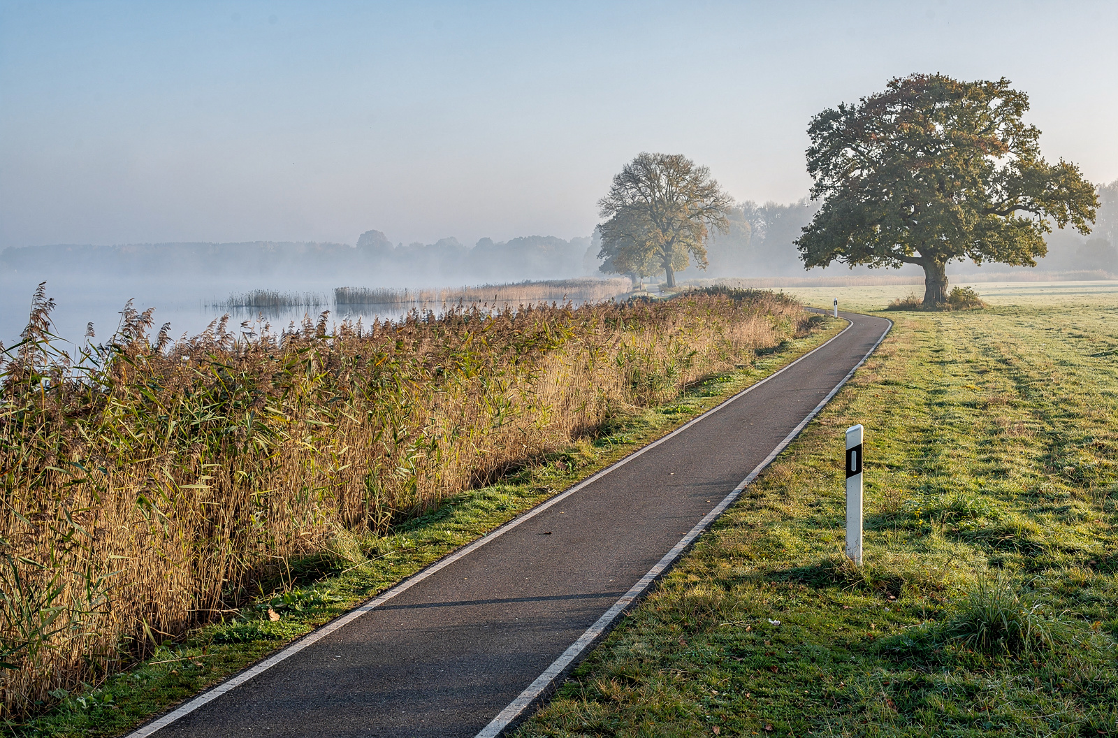 KI-generiertes Bild: Asphaltierter Radweg am Ufer eines Binnensees, links ein breiter Schilfgürtel und Dunst über dem Wasser, rechts eine Weide mit alten Eichen — Symbolbild zu den Rundtouren ab Bad Zwischenahn