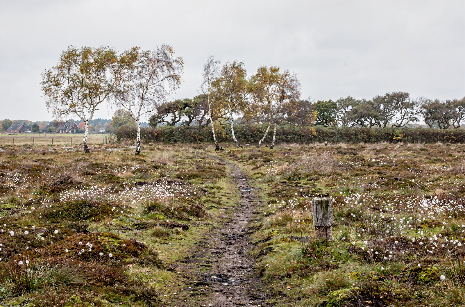 KI-generiertes Bild: Schmaler Fußweg durch eine offene Moor- und Heidelandschaft mit Wollgras, dahinter krumme Birken und ein Wallheckenstreifen aus Eichen — Symbolbild zum Wandern im Ammerland