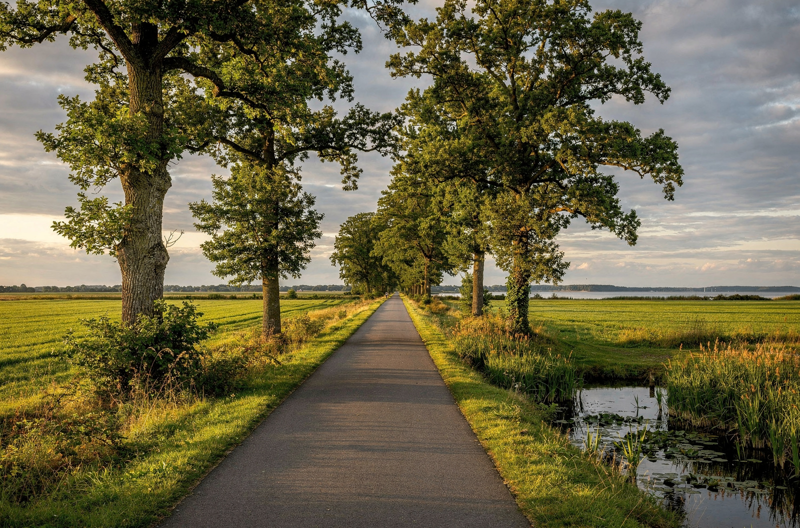 KI-generiertes Bild: Schmaler asphaltierter Radweg zwischen zwei Reihen alter Eichen, beidseitig flaches Grünland, rechts ein schilfgesäumter Graben mit Seerosen, am Horizont eine weite Wasserfläche unter Wolkenhimmel