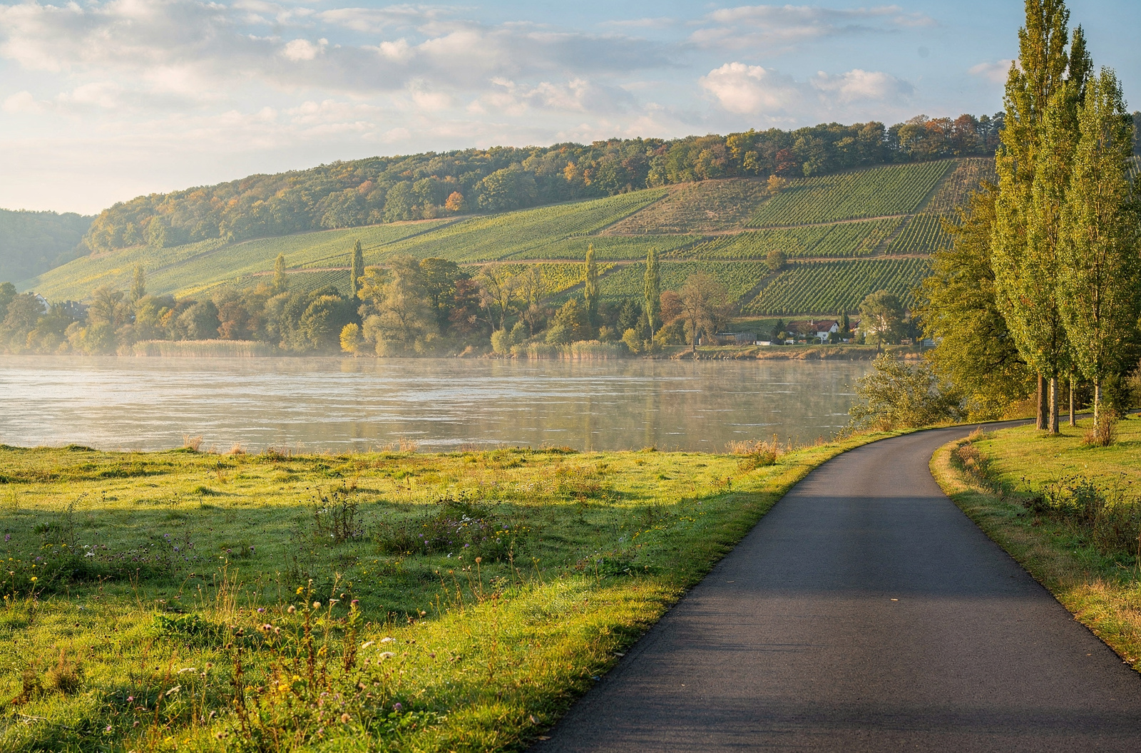 KI-generiertes Bild: Asphaltierter Radweg am Ufer eines breiten Flusses, links feuchte Wiesen und Nebel über dem Wasser, rechts eine Pappelreihe, am gegenüberliegenden Hang terrassierte Weinberge unter bewaldeter Kuppe
