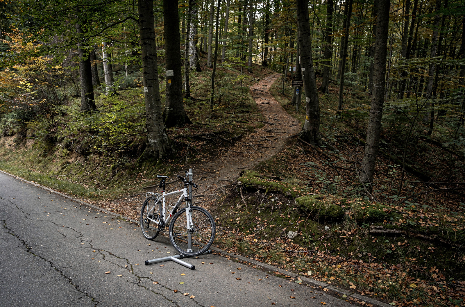 KI-generiertes Bild: Abgestelltes Trekkingrad auf einem Radständer am Rand eines Asphaltwegs, dahinter steigt ein schmaler Wurzelpfad in einen herbstlichen Buchenwald