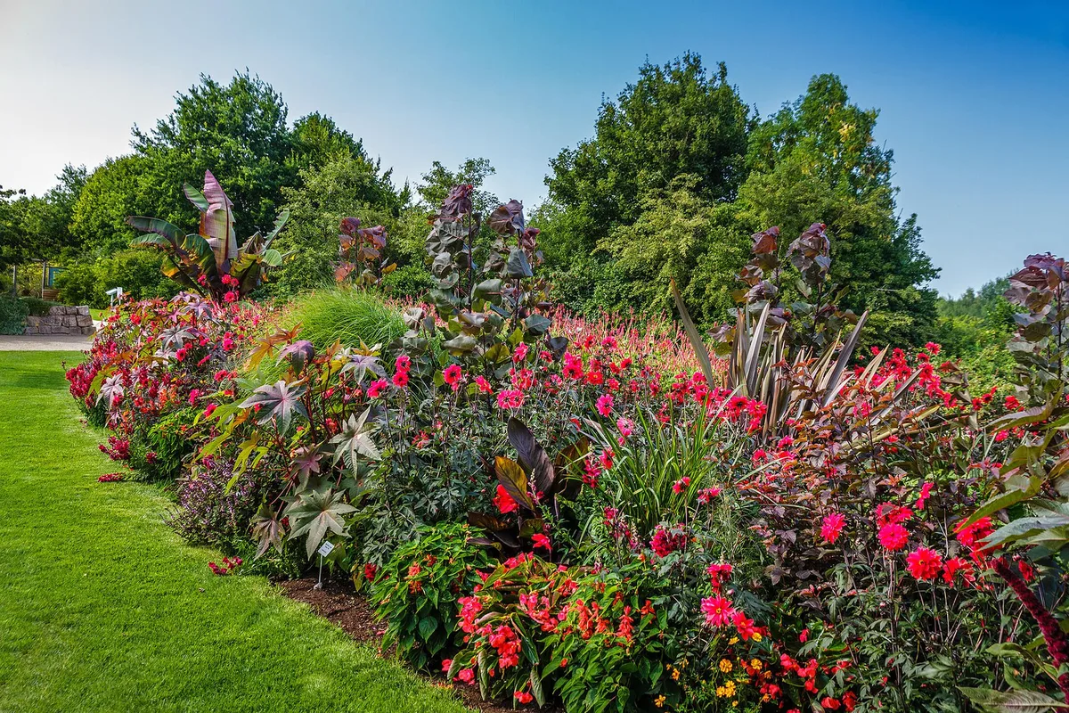 Dicht bepflanztes Staudenbeet in Rot und Pink auf gemähtem Rasen im Park der Gärten