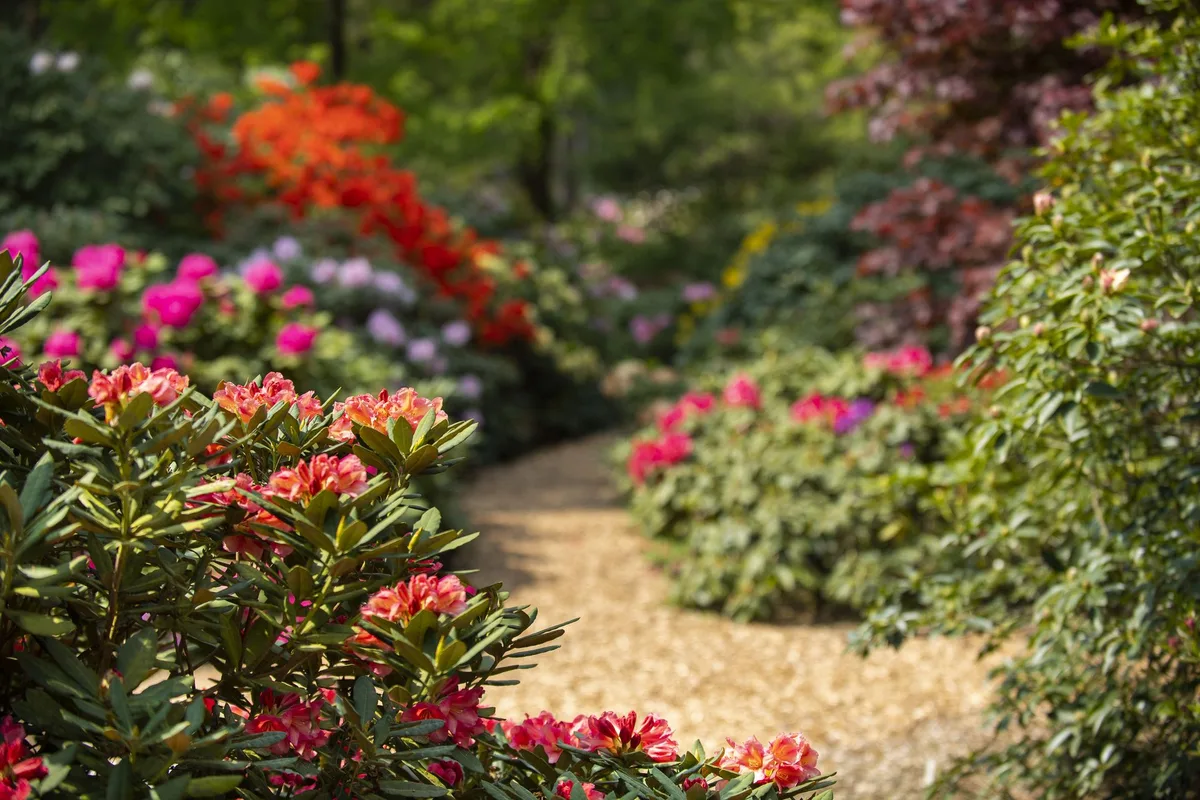 Ein heller Sandweg führt zwischen blühenden Rhododendronbüschen in Rot, Lachs und Pink hindurch