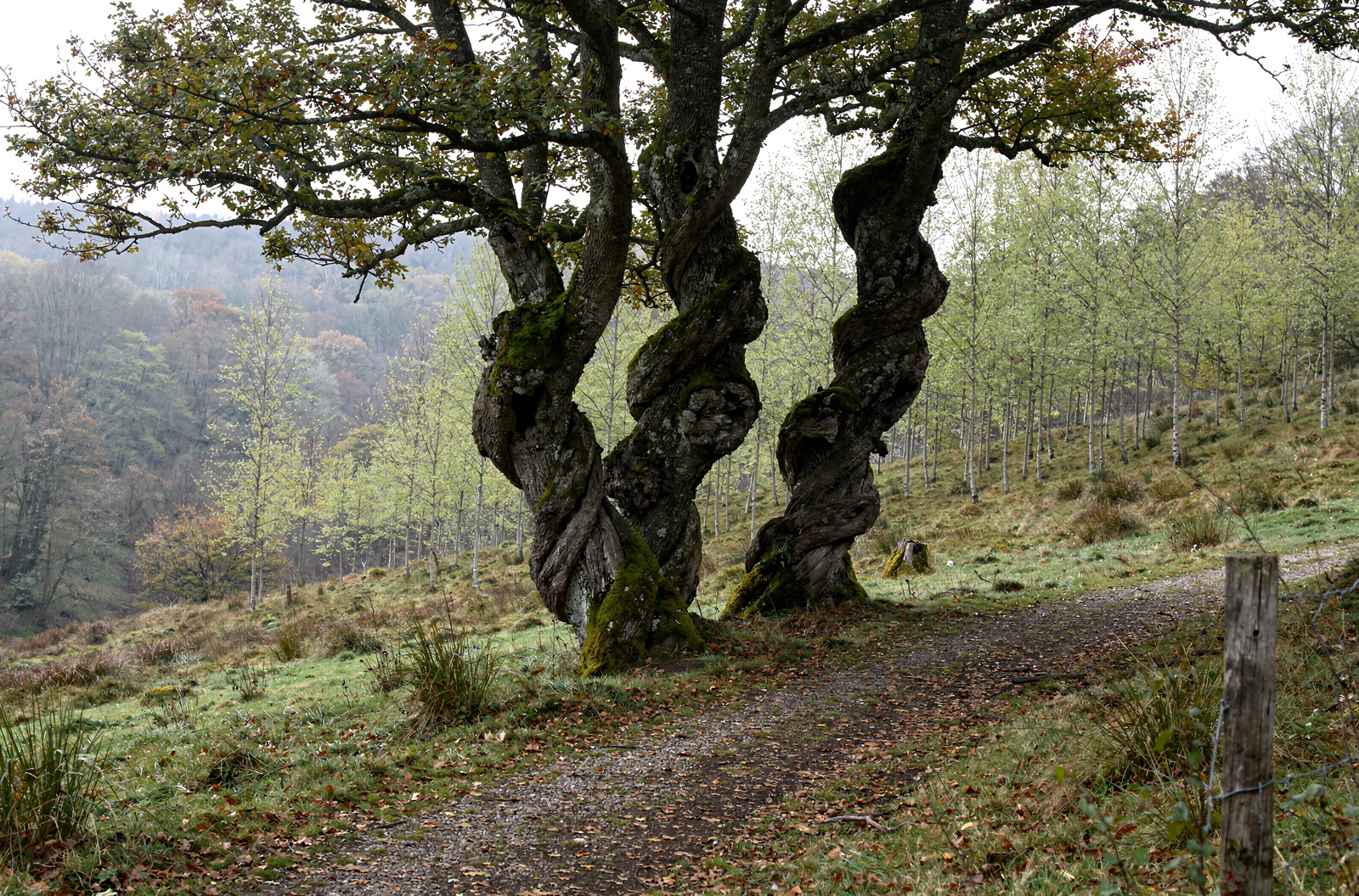 Süntel-Buchen Arboretum