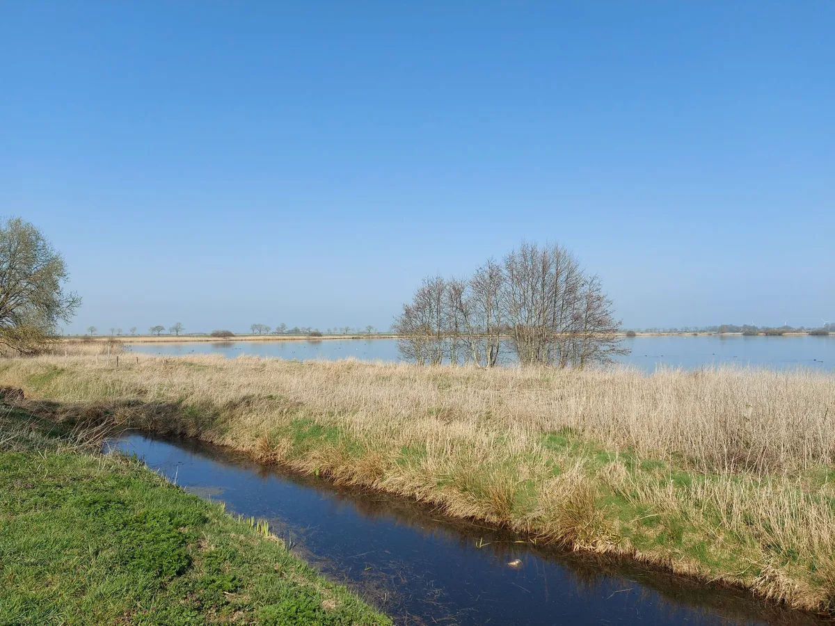 Flacher See im Rheiderland hinter einem Schilfgürtel, davor ein schmaler wassergefüllter Graben und abgetrocknetes Gras, am gegenüberliegenden Ufer eine kahle Baumgruppe.