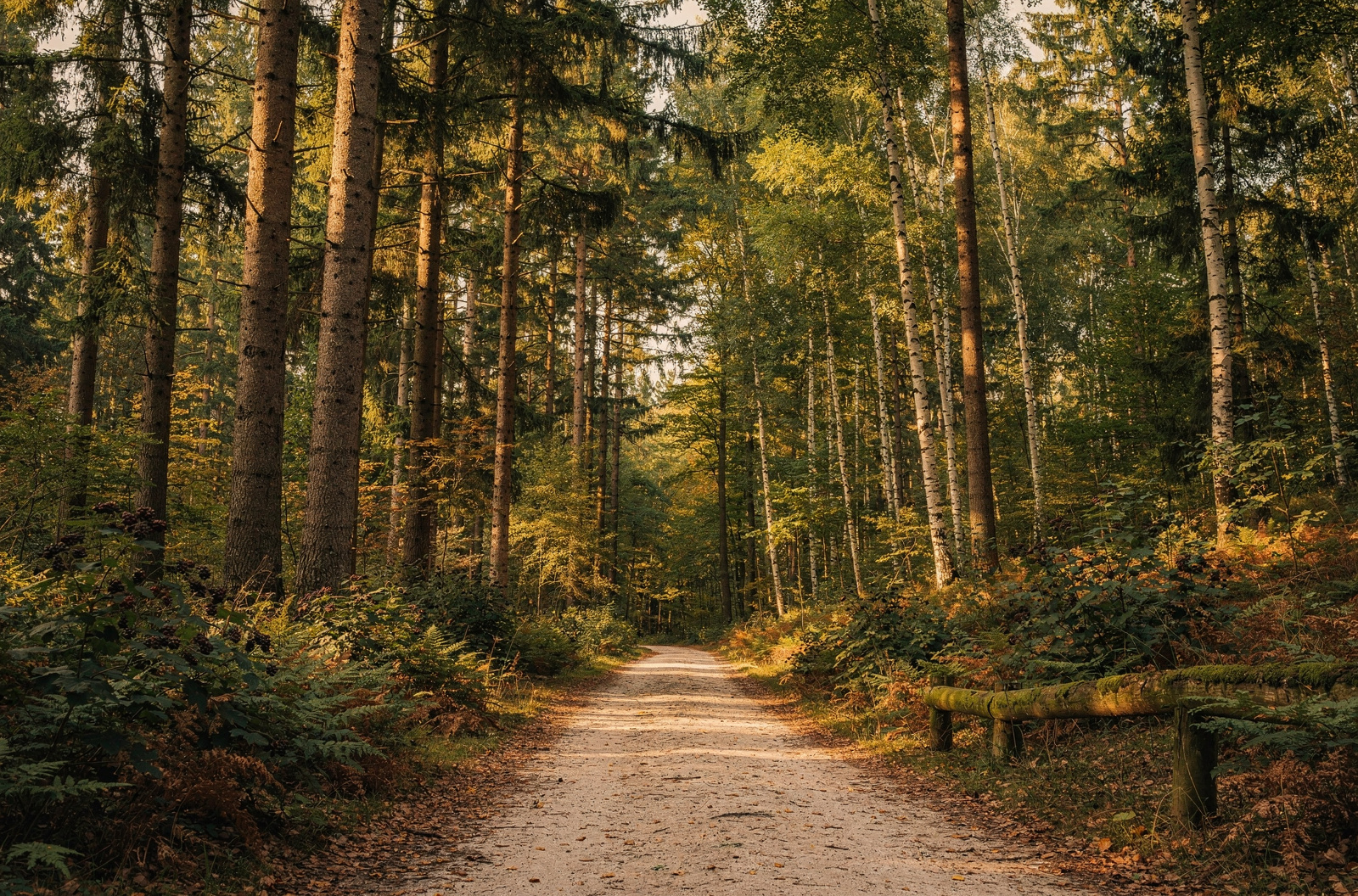 Kletterwald Aurich