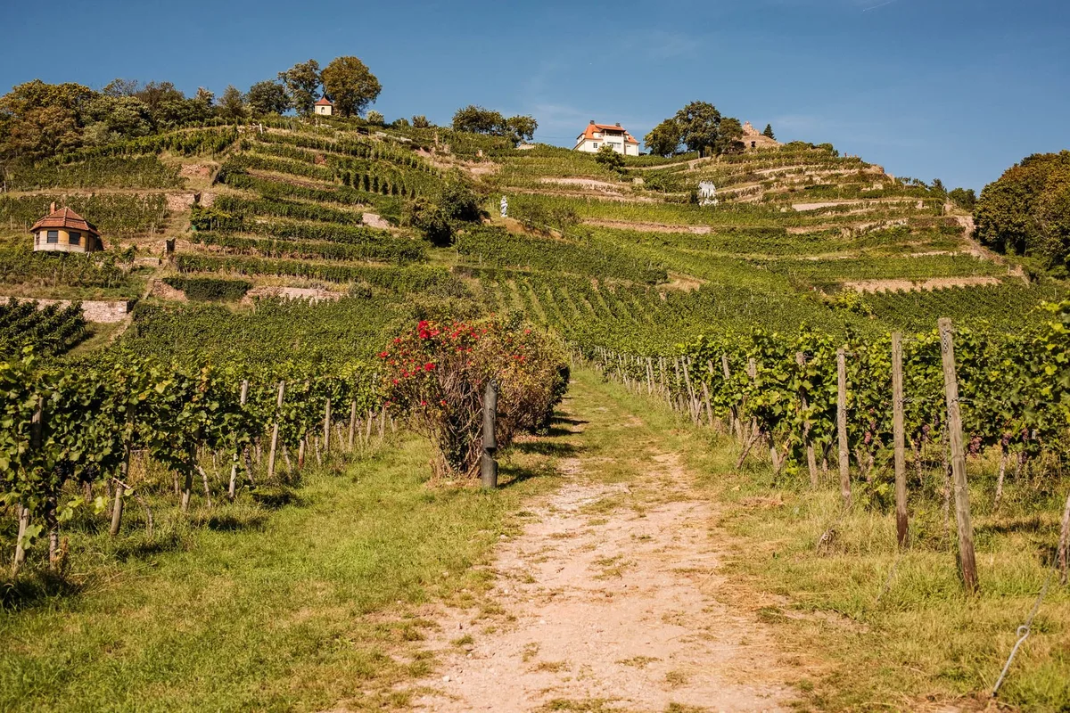 Terrassenweinberge mit Trockenmauern und kleinen Weinberghäusern, ein Sandweg führt zwischen den Rebzeilen bergauf