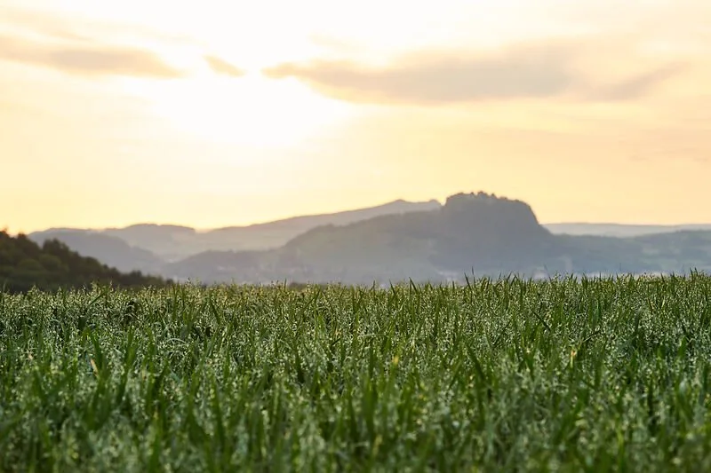 Durch die Hegauer Vulkanlandschaft