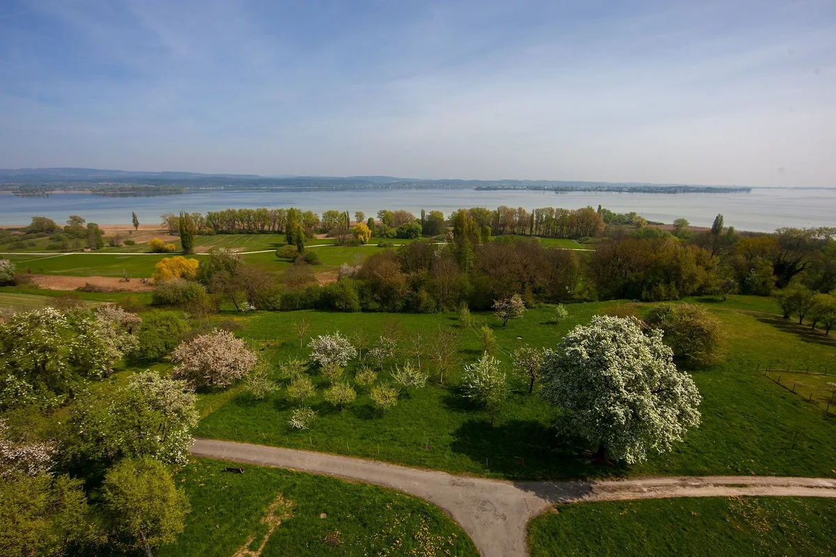 Blühende Obstbäume auf gemähter Wiese, dahinter eine Pappelreihe, ein Streifen Uferwald und die weite Wasserfläche des Untersees im Dunst