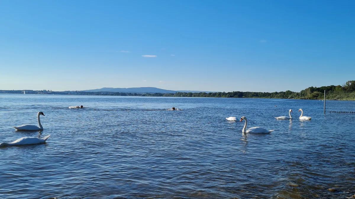 Blick über das offene Wasser des Bodensees, im Vordergrund mehrere Schwäne, am Horizont ein bewaldetes Ufer und eine flache Hügelkette