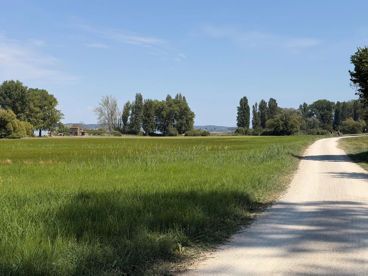 Heller Schotterweg am Rand einer feuchten Wiese mit hohem Gras, dahinter eine Baumreihe und die offene Wasserfläche des Bodensees