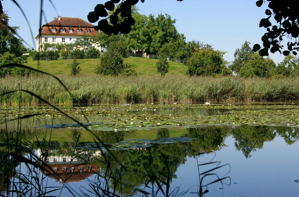 Weiher im Salemer Tal: Schilfgürtel und Seerosen auf einer stillen Wasserfläche, dahinter eine Wiese am Hang und ein Gutshaus zwischen Bäumen.