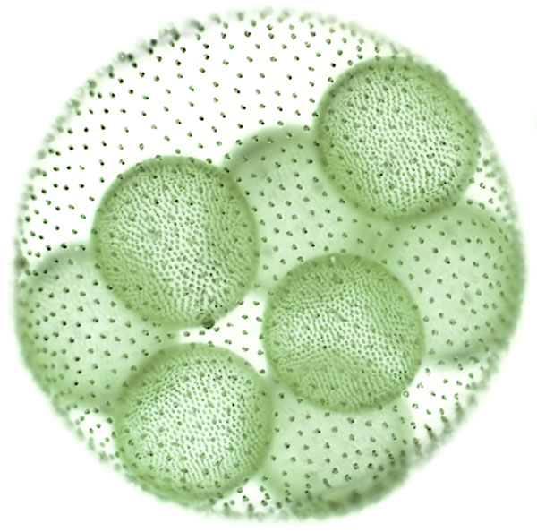 Algae cell