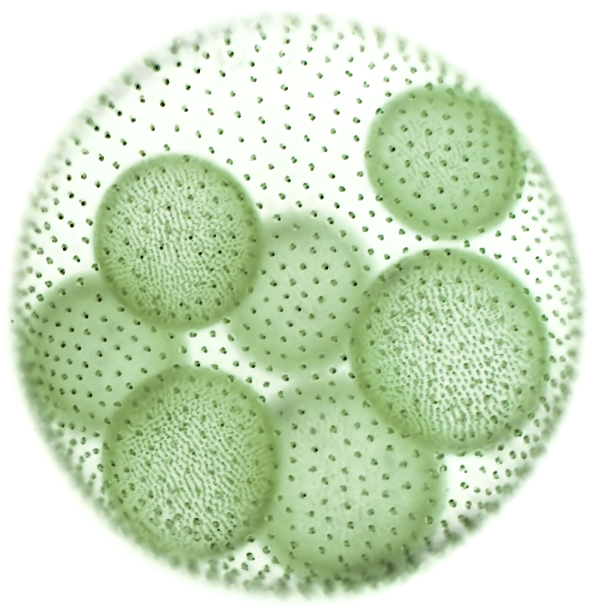Algae cell