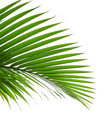 a close up of a green palm leaf