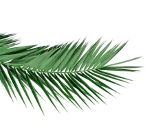 a close up of a palm leaf on a black background