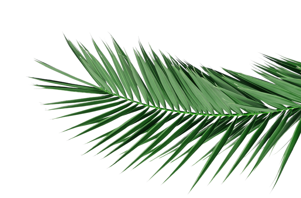 a close up of a palm leaf on a green background