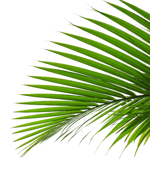 a close up of a green palm leaf