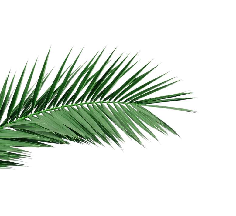 a close up of a palm leaf on a green background