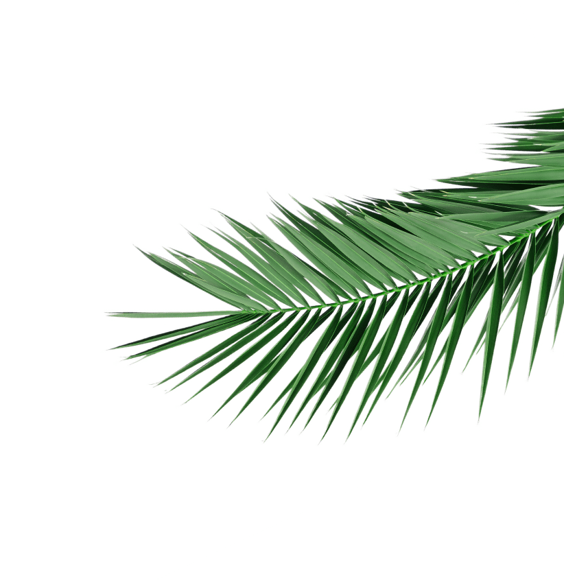 a close up of a palm leaf on a green background