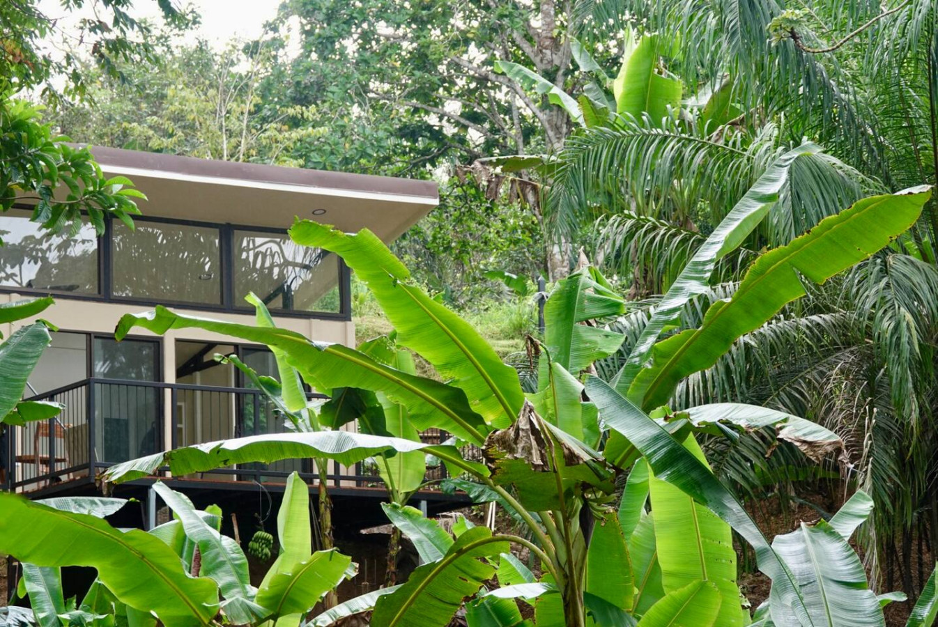 Turtle Lodge behind banana leaves
