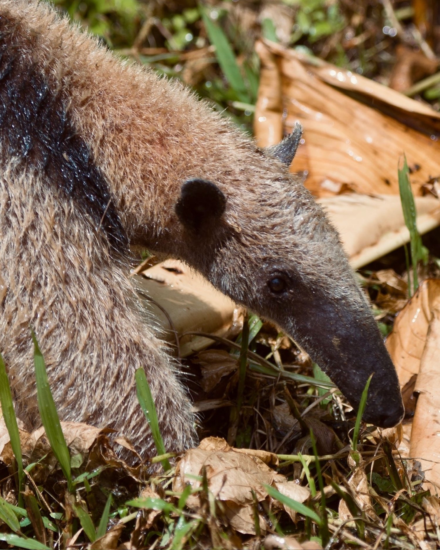 Tamandua anteater