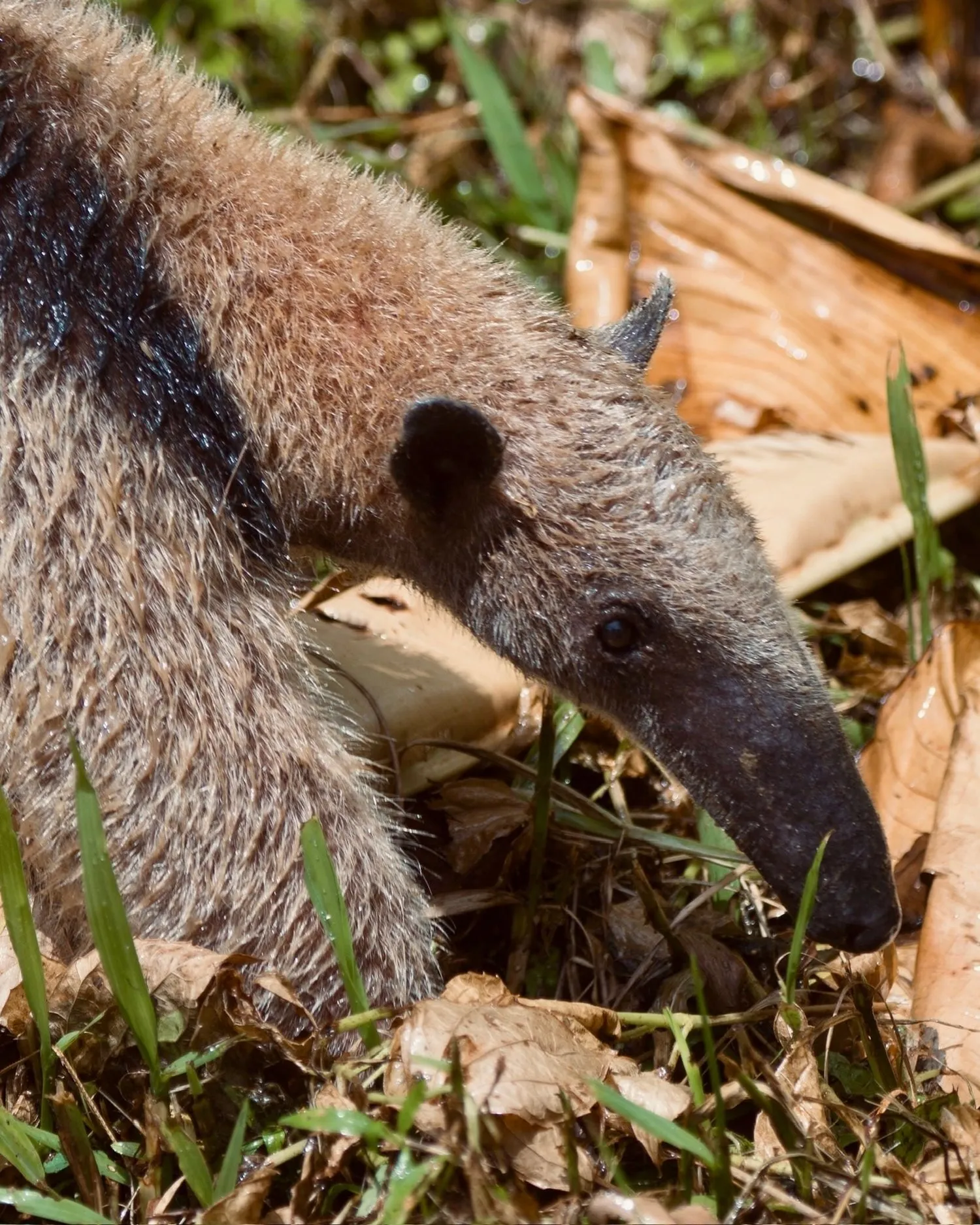 Tamandua anteater
