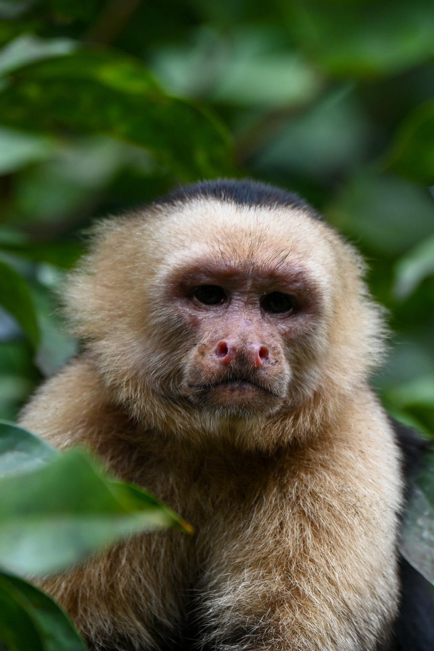 Capuchin monkey at Maze Lodge
