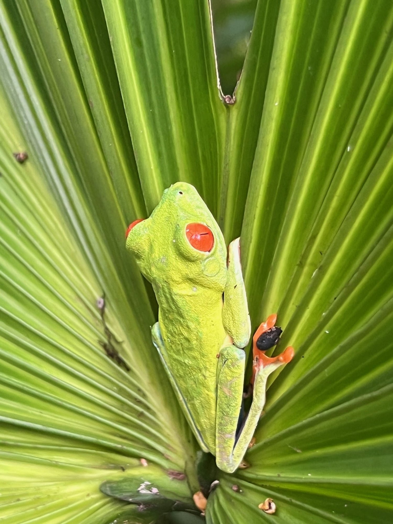 Red-eyed tree frog