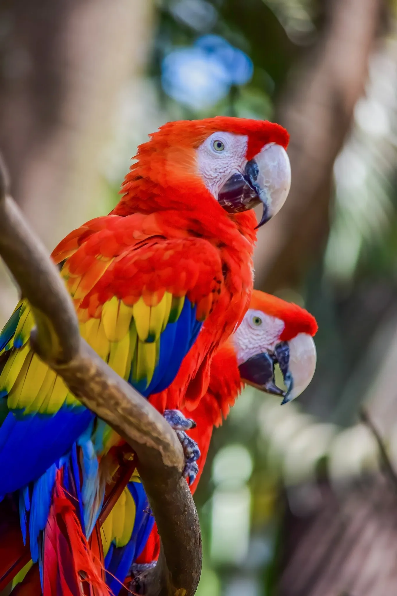 Pair of scarlet macaws