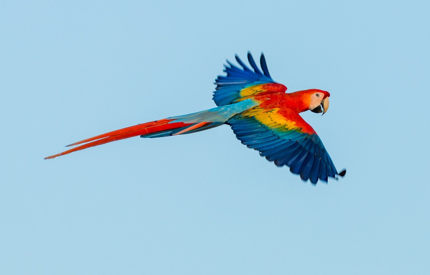 Macaws in flight