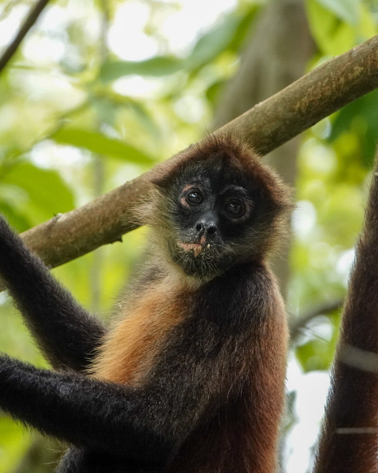 Spider monkey in the canopy