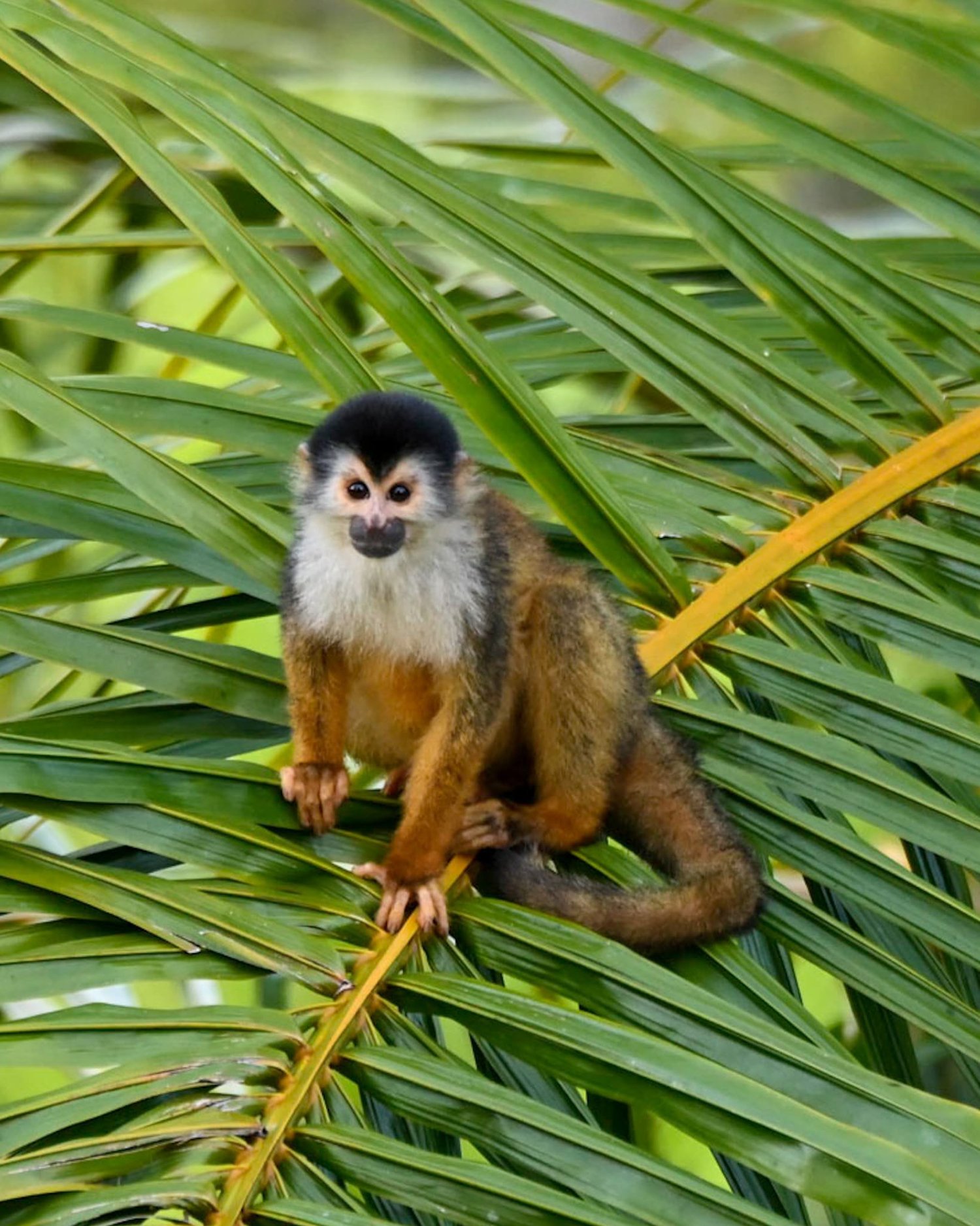Squirrel monkey on a palm frond