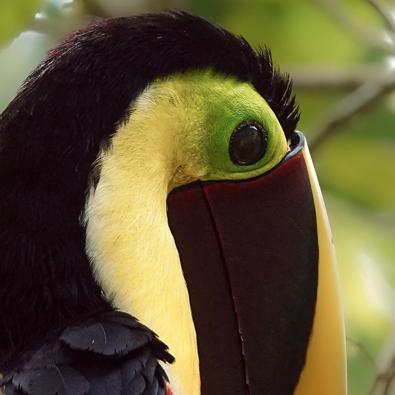 Toucan on a branch