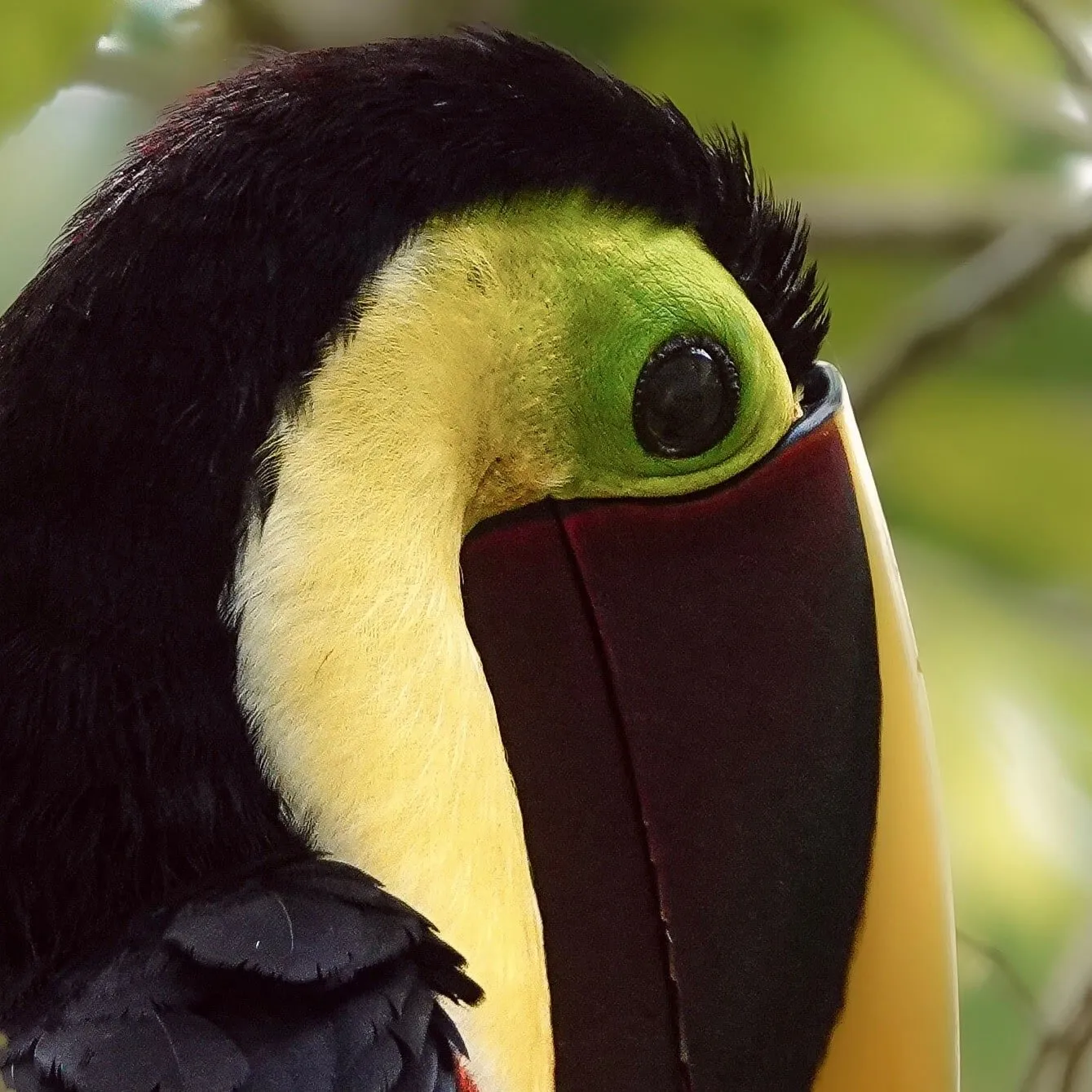 Toucan on a branch