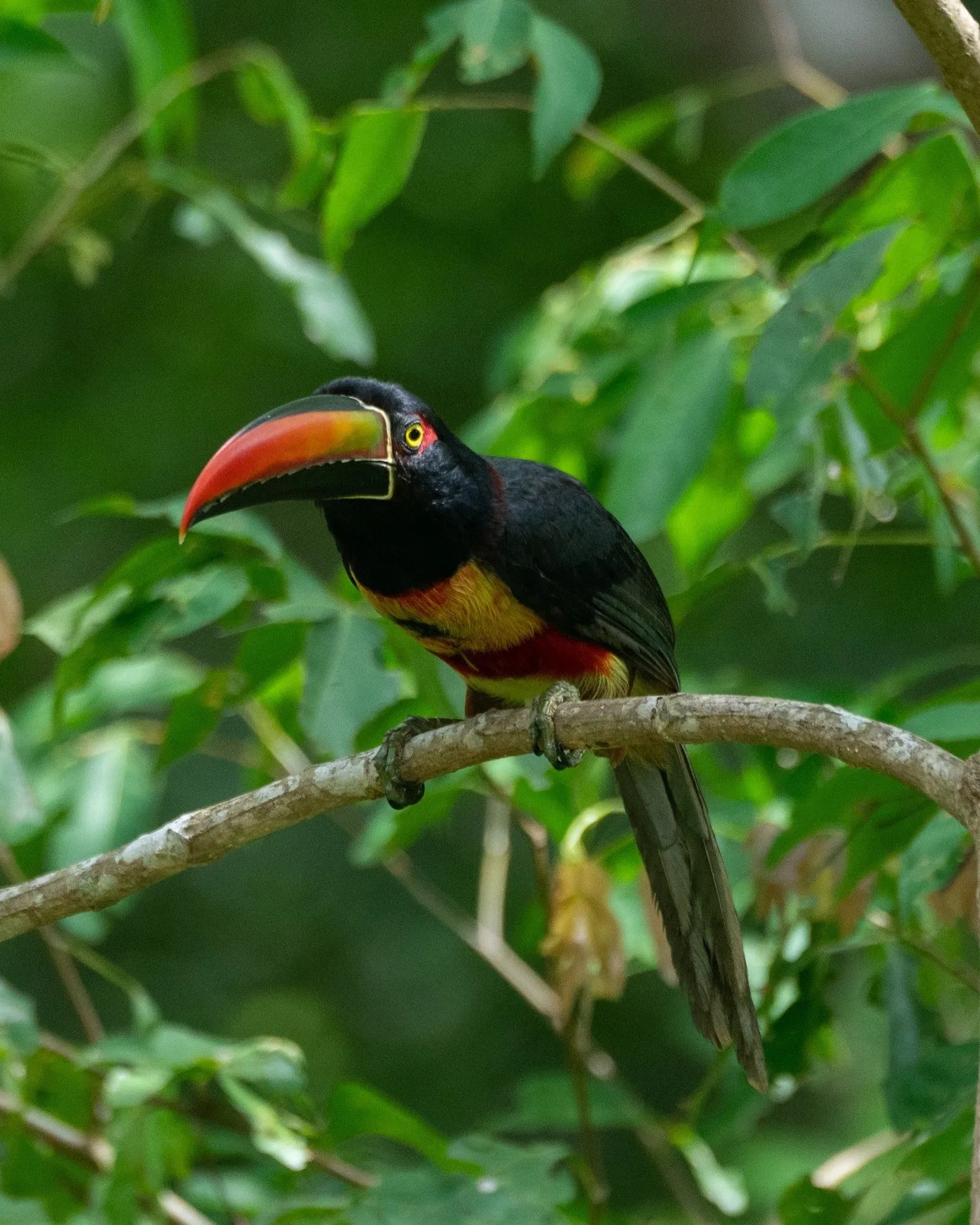 Fiery-billed aracari