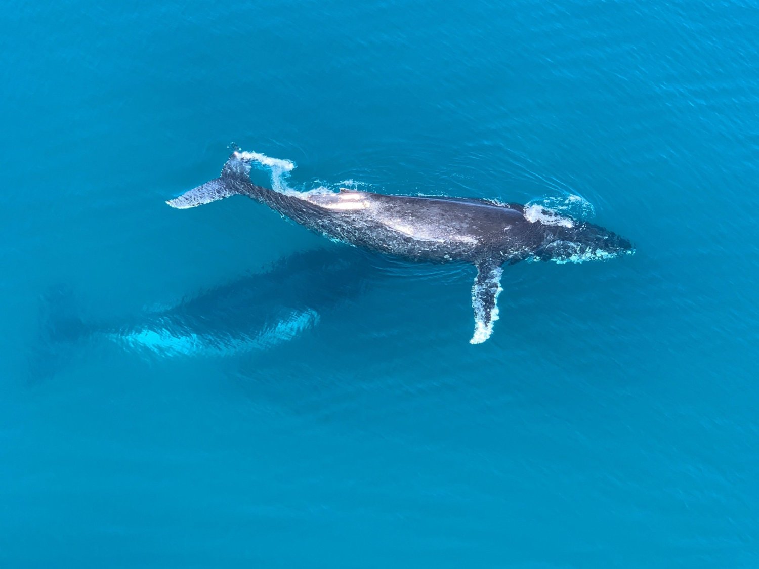Humpback whale and calf seen from above in Golfo Dulce