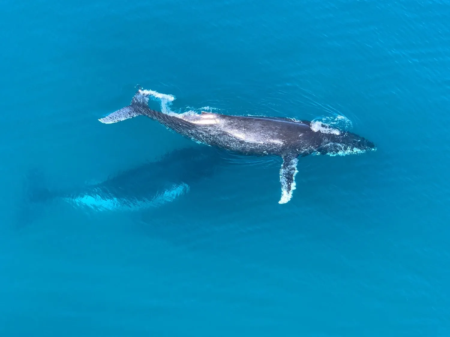Humpback whale and calf seen from above in Golfo Dulce
