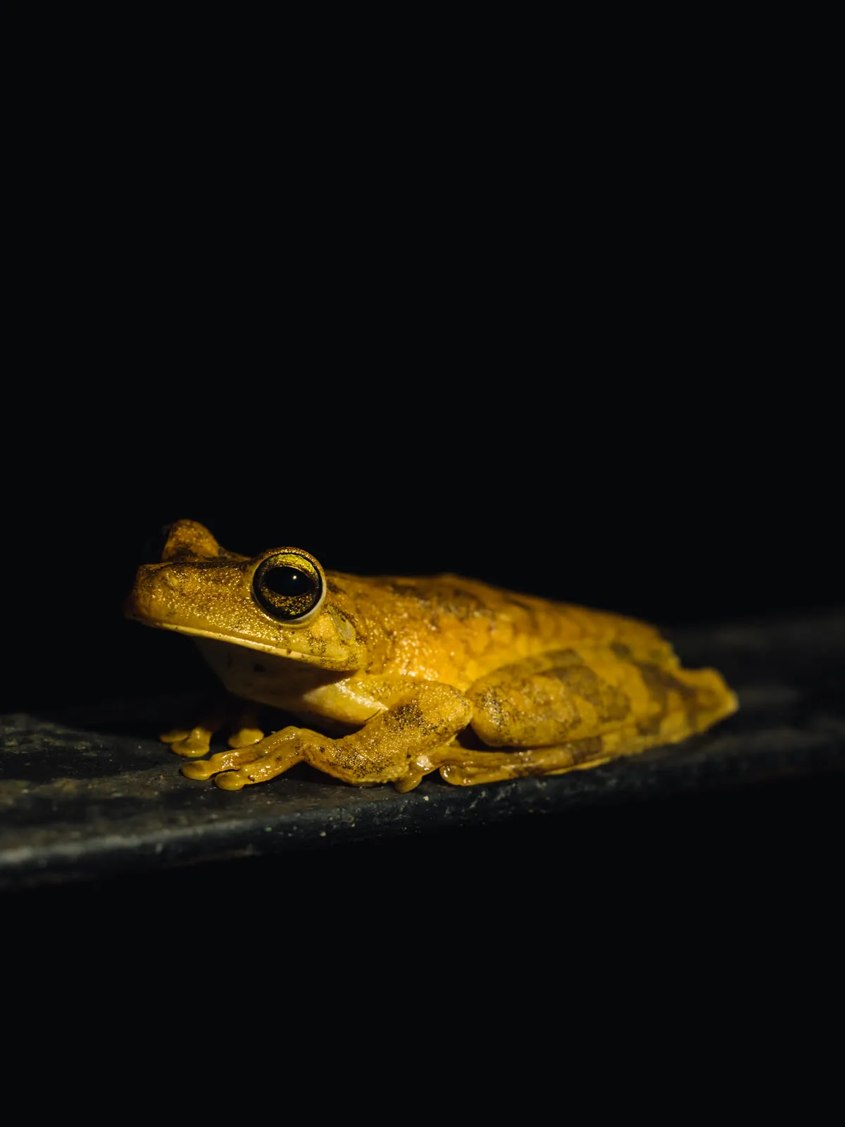 Red-eyed tree frog on a palm leaf
