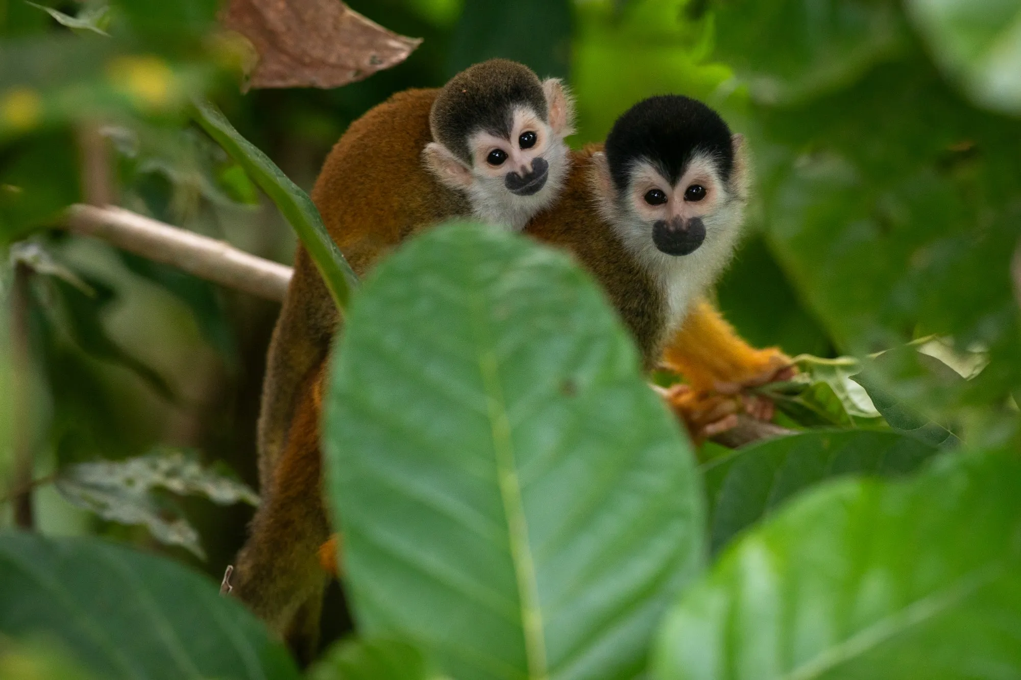 Squirrel monkeys in the canopy at Maze Lodge
