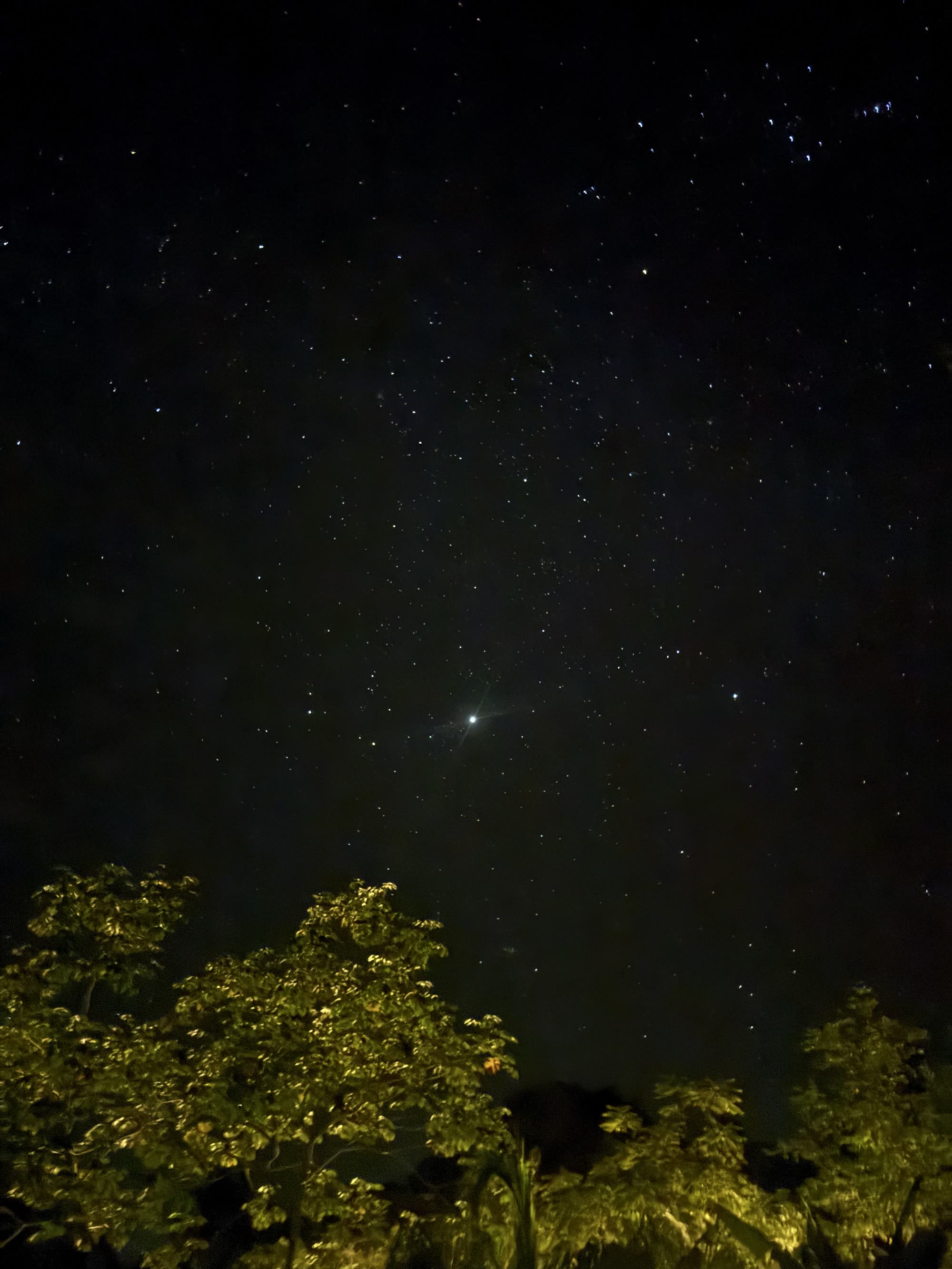 Starry night sky over the rainforest canopy at Maze Lodge