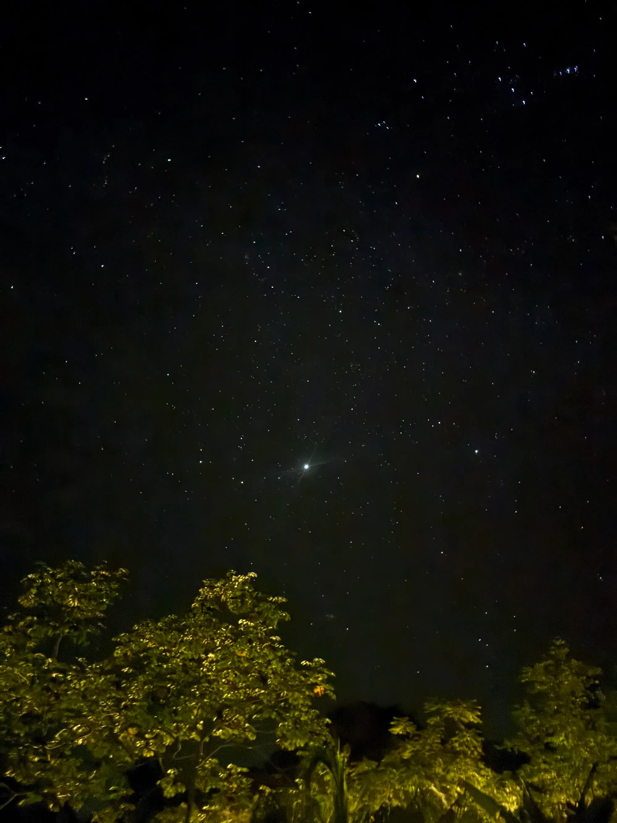 Starry night sky over the rainforest canopy at Maze Lodge