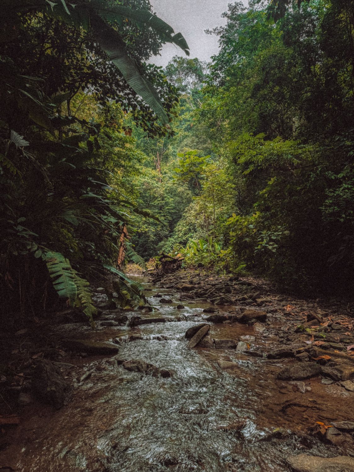 Our private river trail winding through the primary rainforest