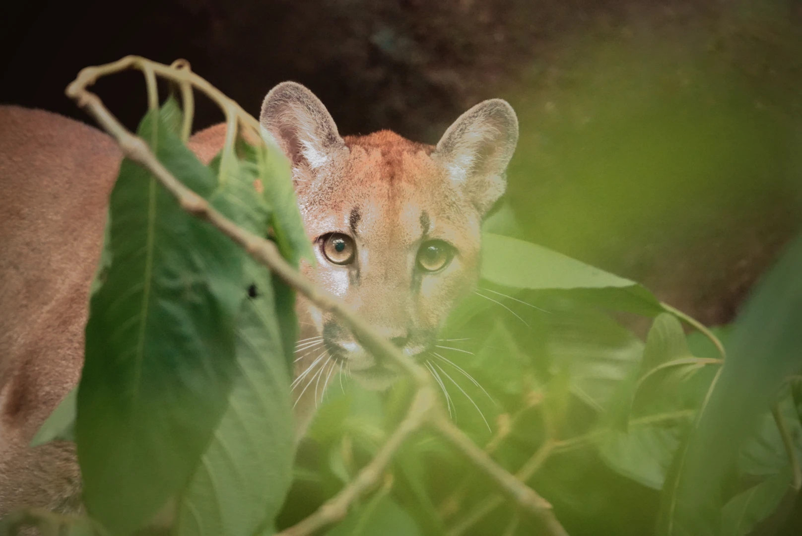 Young puma looking out through the leaves