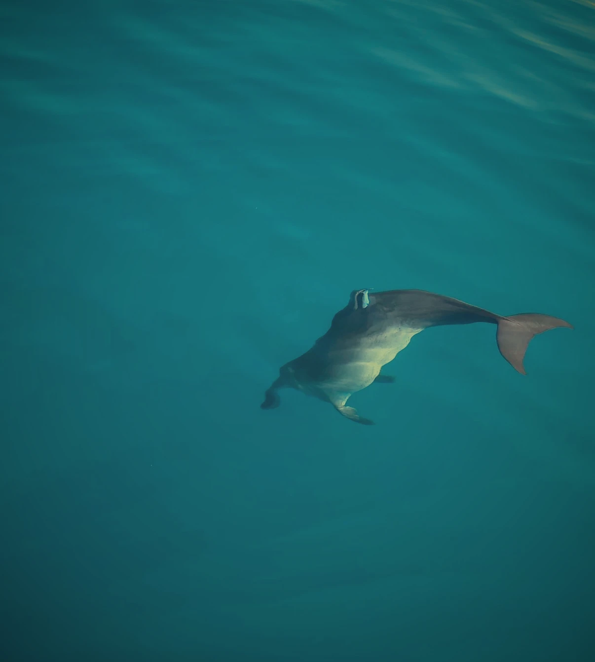 Bottlenose dolphin just under the surface of Golfo Dulce