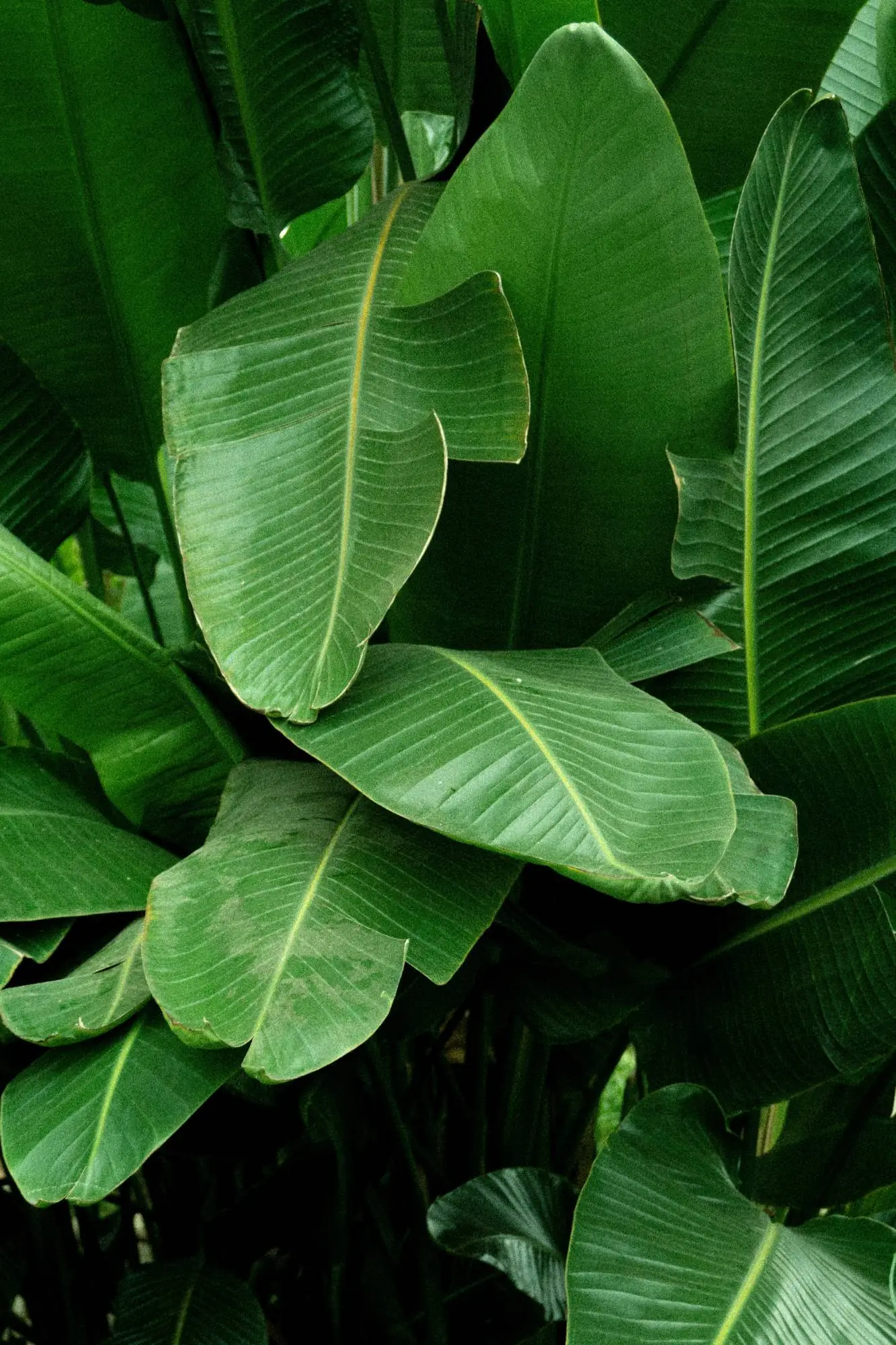 Broad green rainforest leaves in the canopy at Maze Lodge