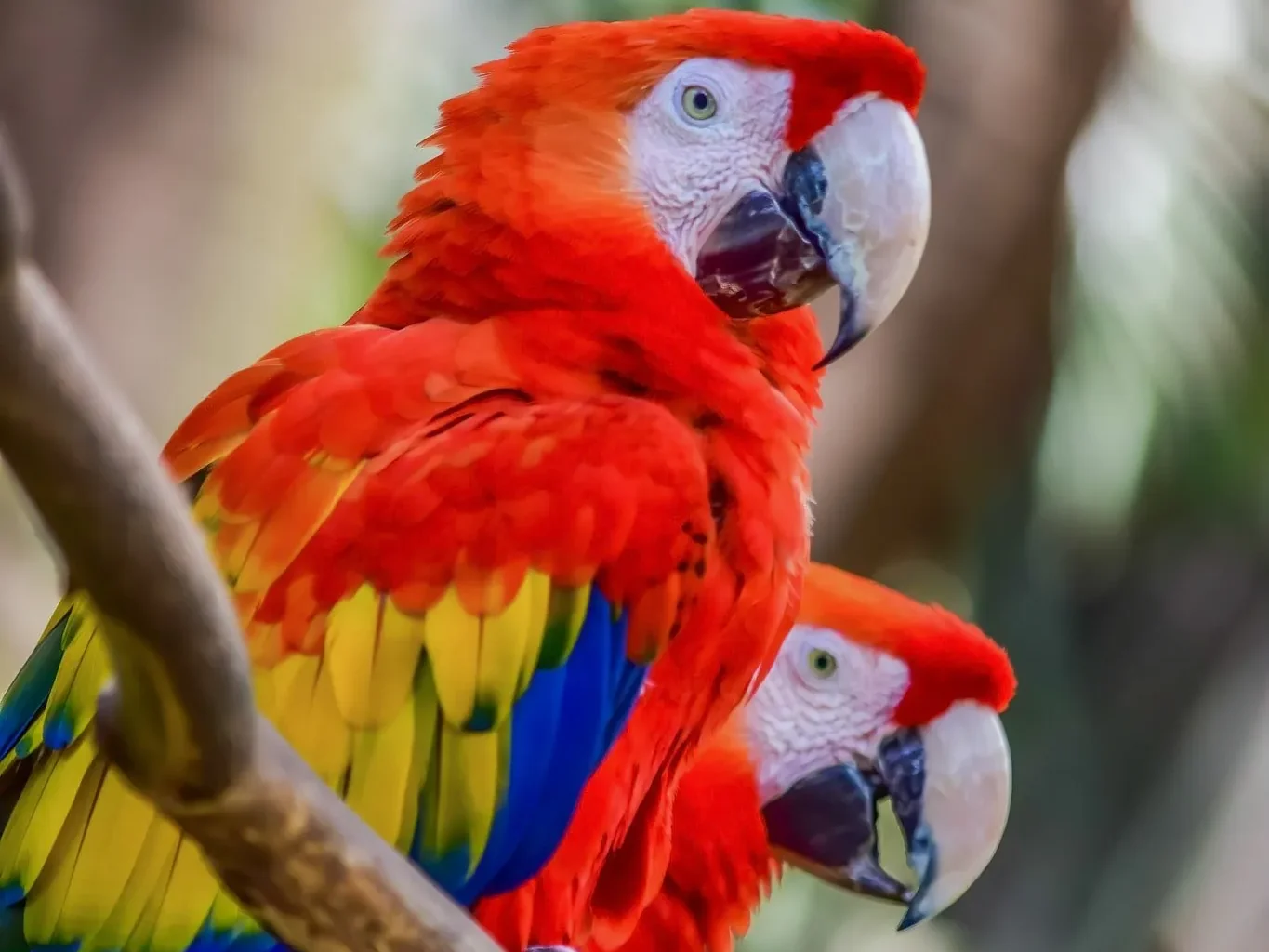 Scarlet macaw